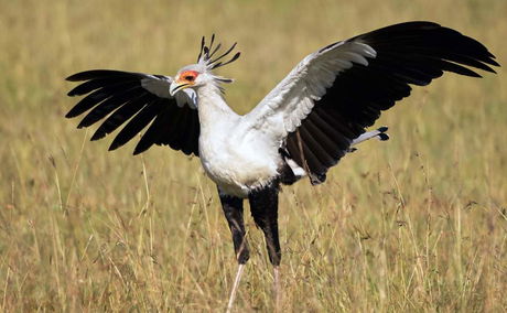 Secretarybird of Kruger National Park