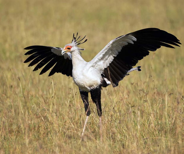 Secretarybird of Kruger National Park
