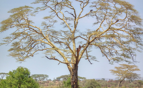 Fever Tree Vachellia Xanthophloea Fever Tree Vachellia Xanthophloea