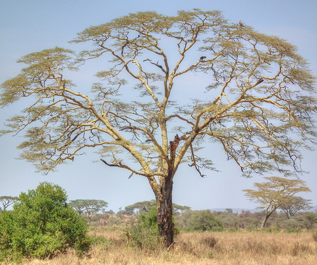 Fever Tree Vachellia Xanthophloea