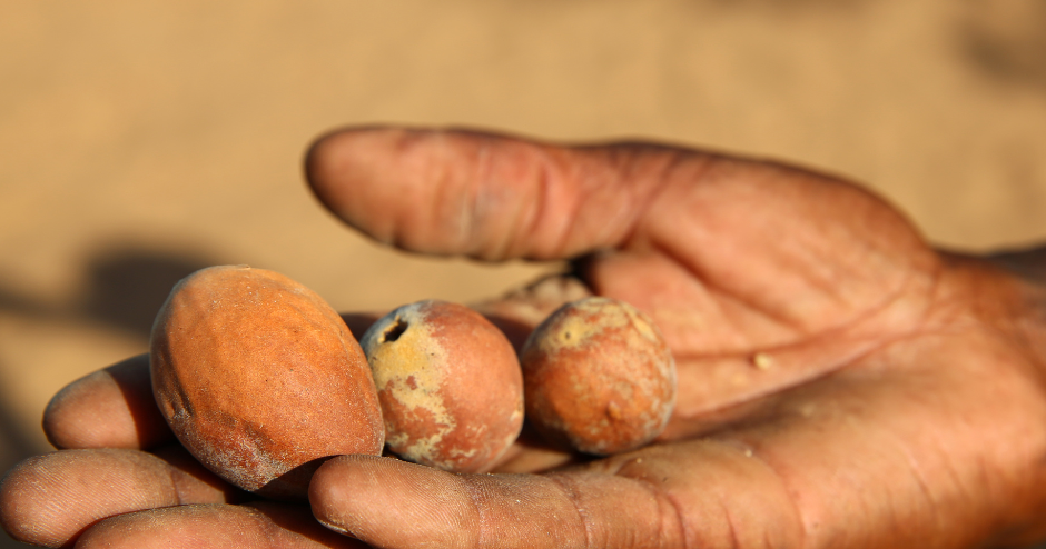 The Marula Tree in Kruger & Marloth Park | Needles Lodge