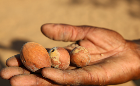 Marula Tree Fruit