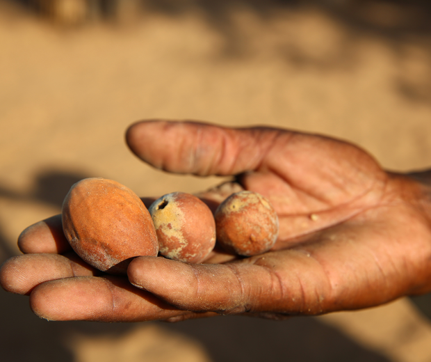 Marula Tree Fruit