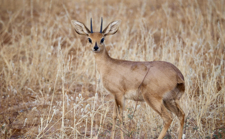 Steenbok in Kruger National Park