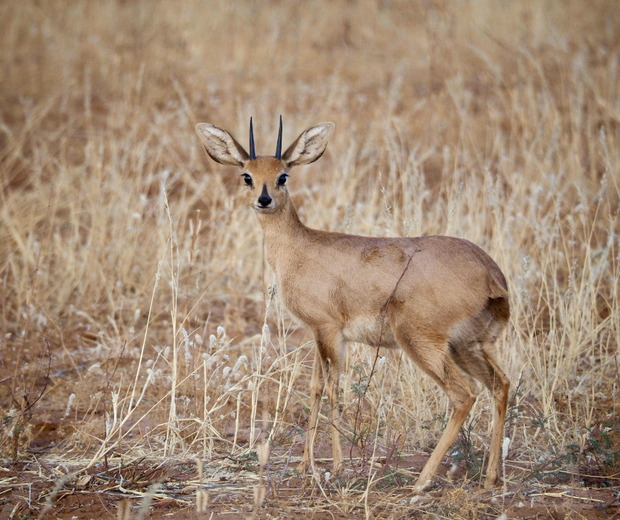 Steenbok in Kruger National Park