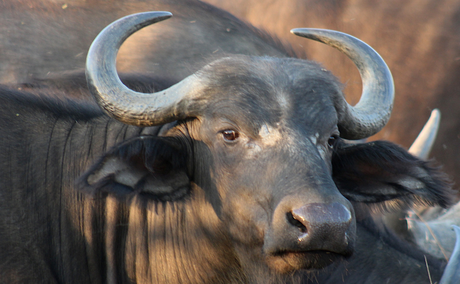 Cape Buffalo