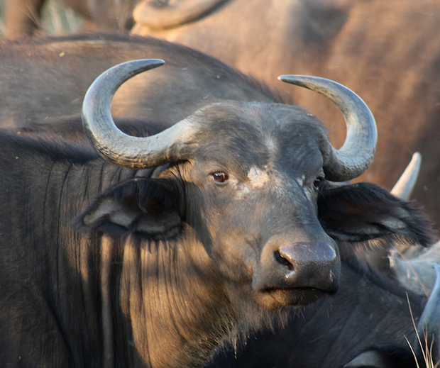 Cape Buffalo