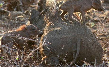 Warthogs of Kruger & Marloth Park