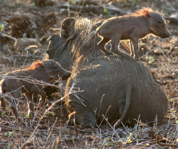 Warthogs of Kruger & Marloth Park