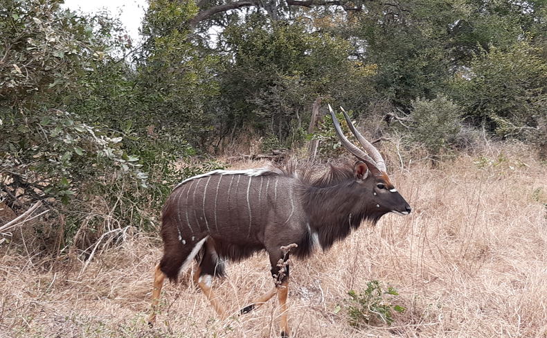 Nyala Tragelaphus angasii