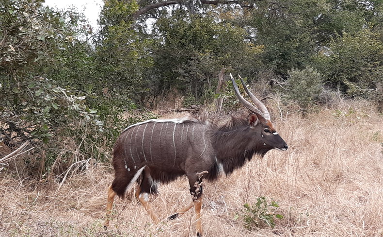Nyala Tragelaphus angasii