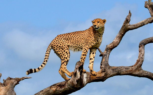 Cheetah in Kruger National Park