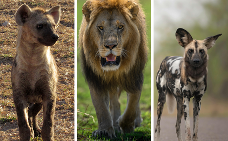 Predators Lions Hyenas Wild Dogs Predators Lions Hyenas Wild Dogs