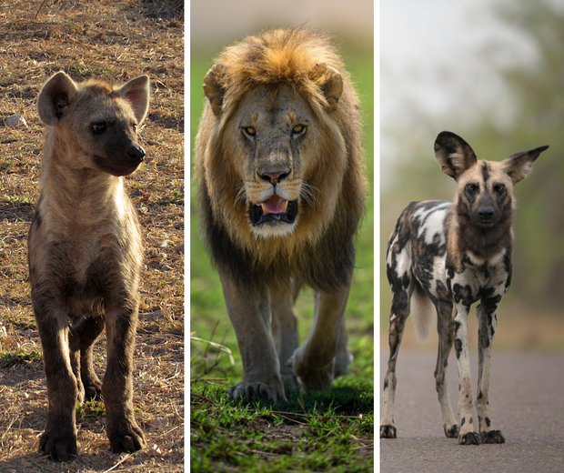 Predators Lions Hyenas Wild Dogs