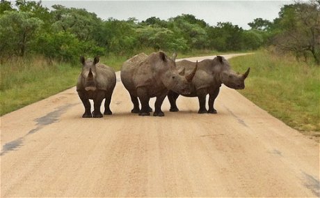 White Rhinos in Kruger Park