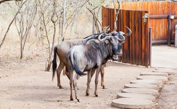 Wildebeest at Needles Lodge Wildebeest at Needles Lodge