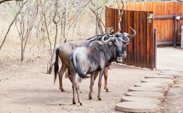 Wildebeest at Needles Lodge Wildebeest at Needles Lodge