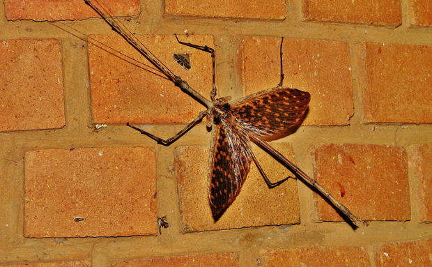 Stick Insect (Phasmatodea)