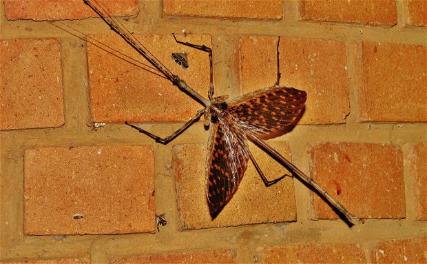 Stick Insect (Phasmatodea) Stick Insect (Phasmatodea)