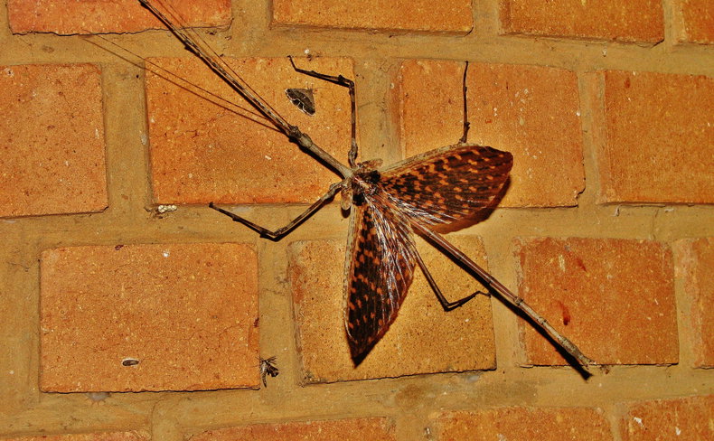 Stick Insect (Phasmatodea)