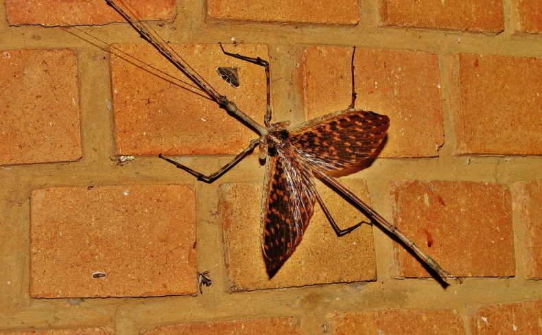 Stick Insect (Phasmatodea) Stick Insect (Phasmatodea)