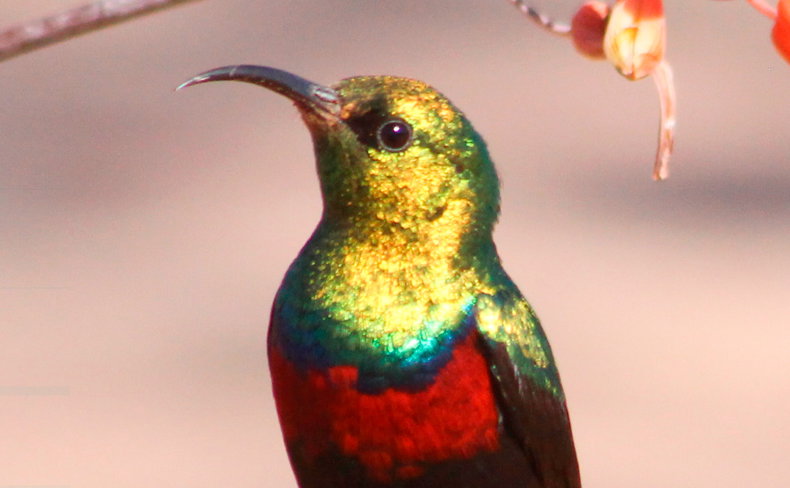 Marico Sunbird Kruger National Park 