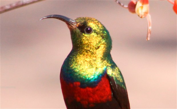 Marico Sunbird Kruger National Park 