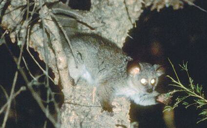 Bushbaby in a tree at Needles Lodge