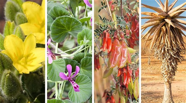 Plant Powers - The Medicinal Flora of Kruger National Park