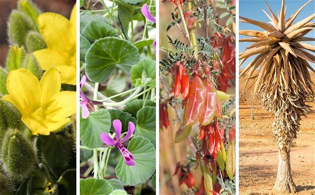 Plant Powers - The Medicinal Flora of Kruger National Park
