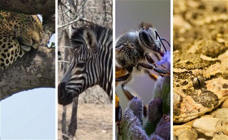 Leopard, Zebra, Honey bee and Puff Adder