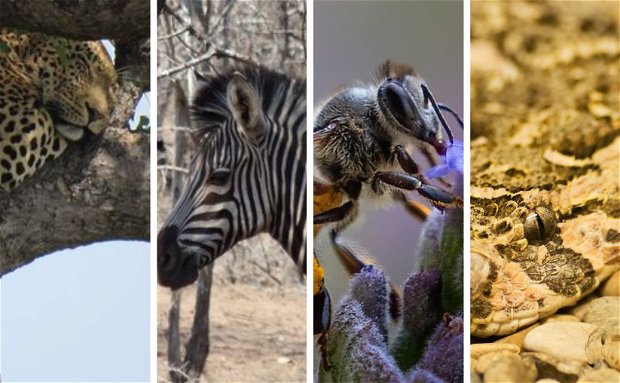Leopard, Zebra, Honey bee and Puff Adder