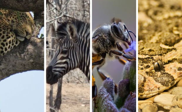 Leopard, Zebra, Honey bee and Puff Adder Leopard, Zebra, Honey bee and Puff Adder
