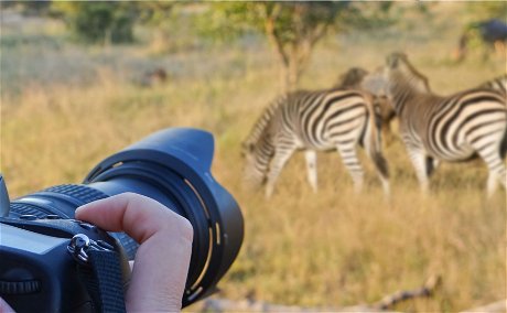 Wildlife Photographer taking a photograph of zebras on a safari in South Africa