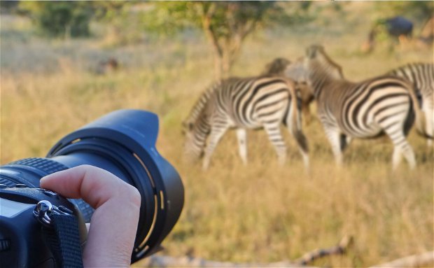 Wildlife Photographer taking a photograph of zebras on a safari in South Africa