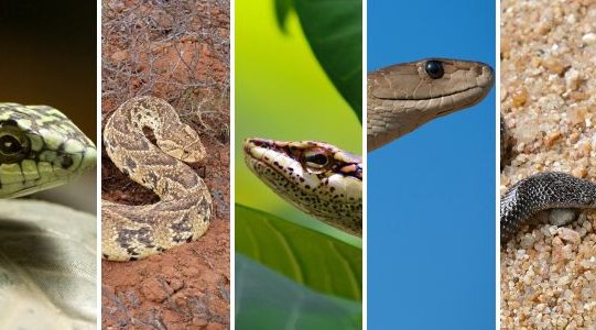 Snakes of South Africa - Puff Adder - Black Mamba - Boomslang - Vine Snake