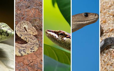 Snakes of South Africa - Puff Adder - Black Mamba - Boomslang - Vine Snake