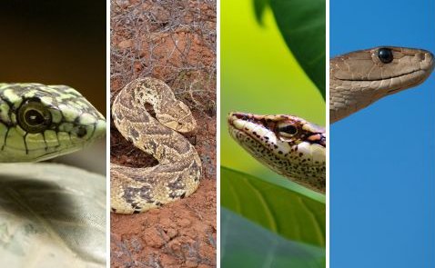 Snakes of South Africa - Puff Adder - Black Mamba - Boomslang - Vine Snake