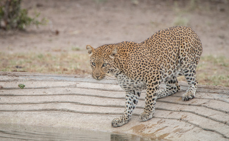 Leopard at a watering spot in the Kruger National Park Leopard at a watering spot in the Kruger National Park