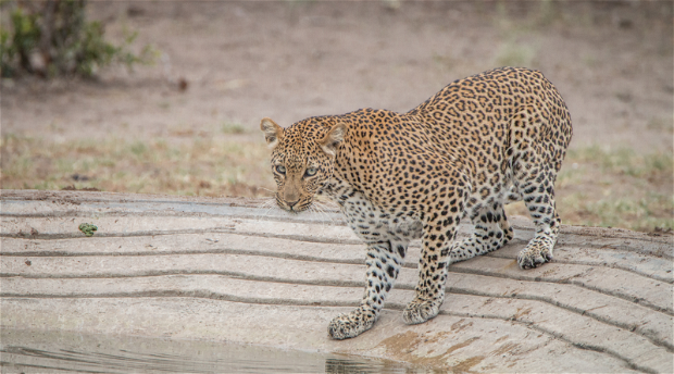 Leopard at a watering spot in the Kruger National Park
