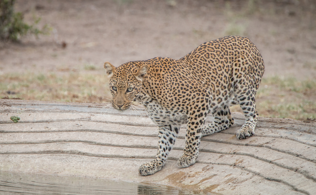 Leopard at a watering spot in the Kruger National Park Leopard at a watering spot in the Kruger National Park