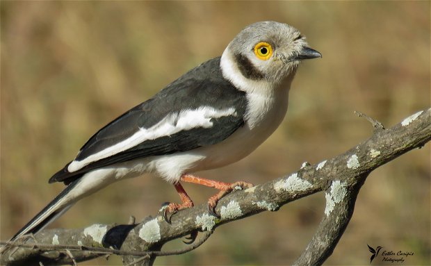 White Crested Helmet Shrike