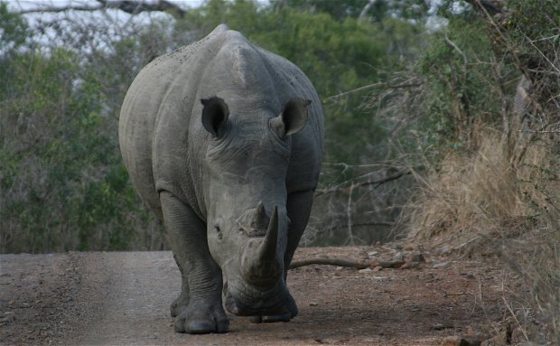 White Rhinos in Kruger Park