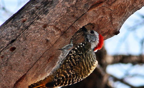 Male woodpecker hammering at a tree. Male woodpecker hammering at a tree.
