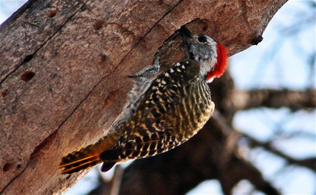 Male woodpecker hammering at a tree. Male woodpecker hammering at a tree.
