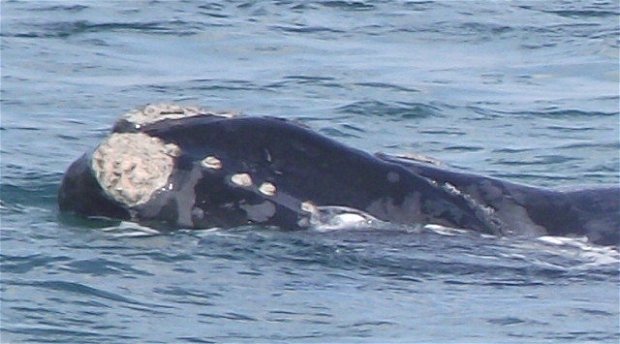 Southern Right Whales - Cape Town