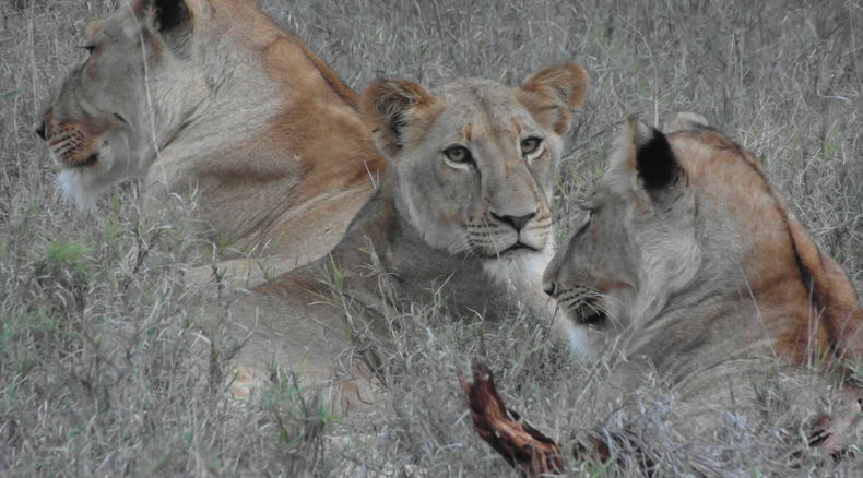 Makalali Lions Makalali Lions