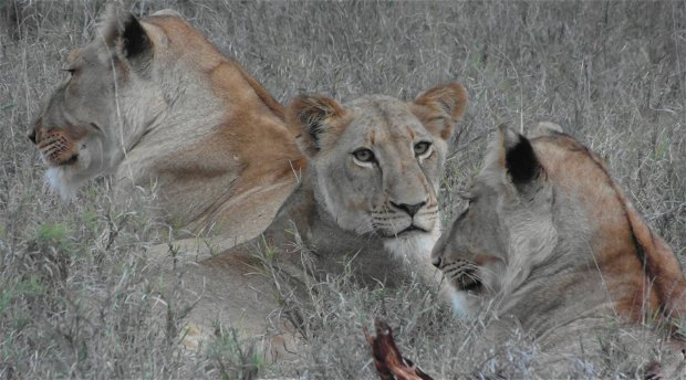 Makalali Lions Makalali Lions