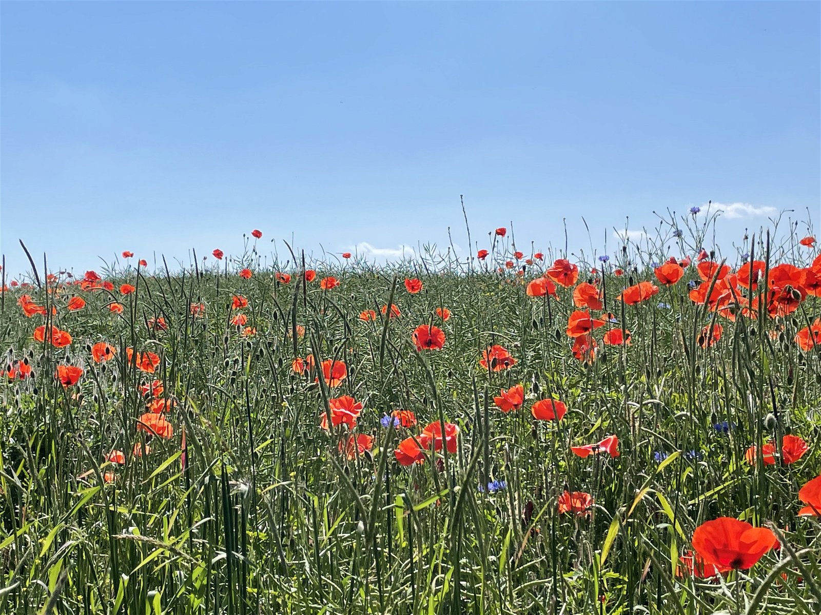 Nature coaching Poppy field