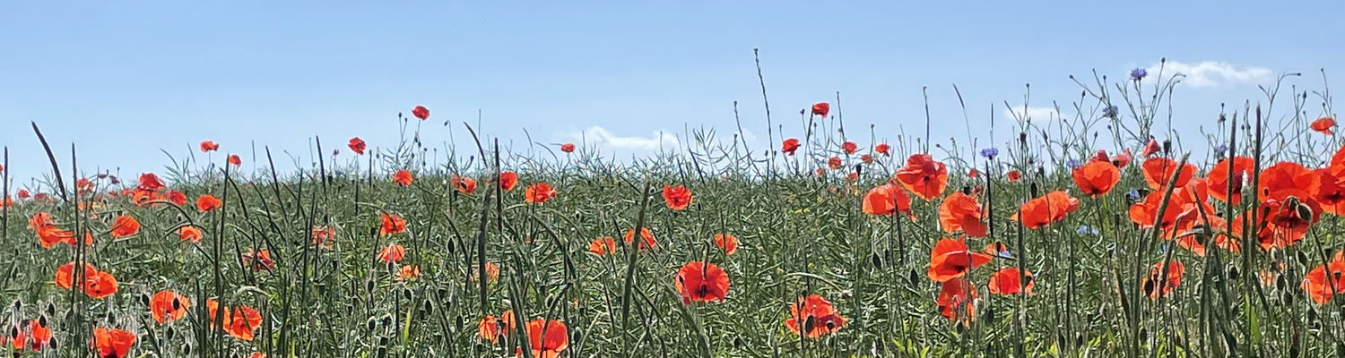 Nature coaching Poppy field